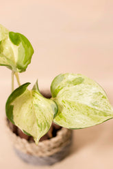 Epipremnum aureum "Manjula"